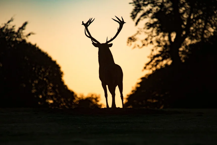 Deer
