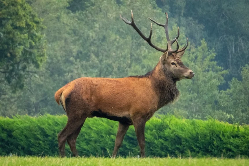 Deer