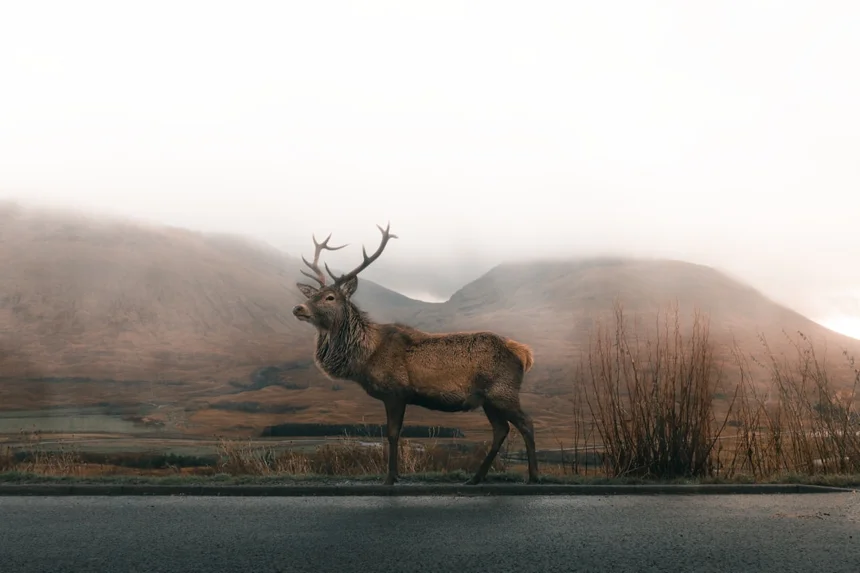 Deer