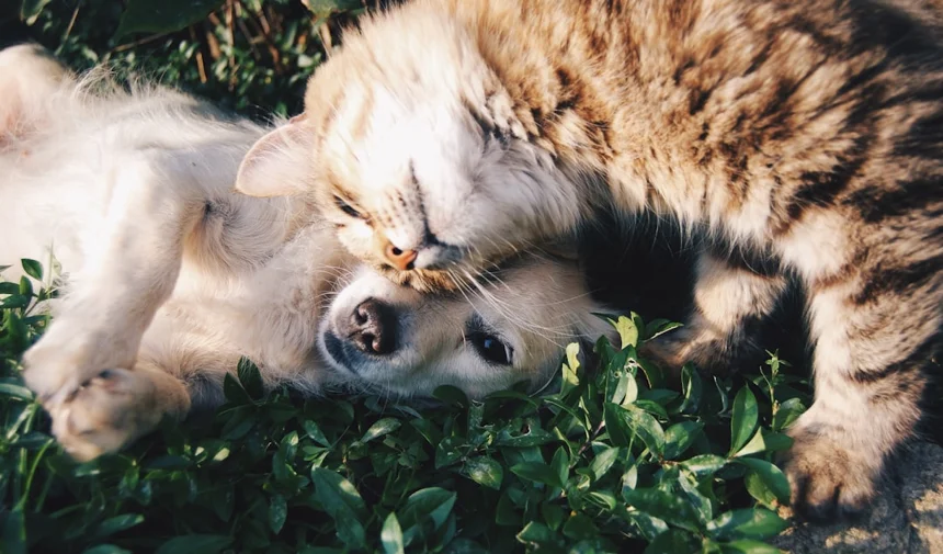 Dog