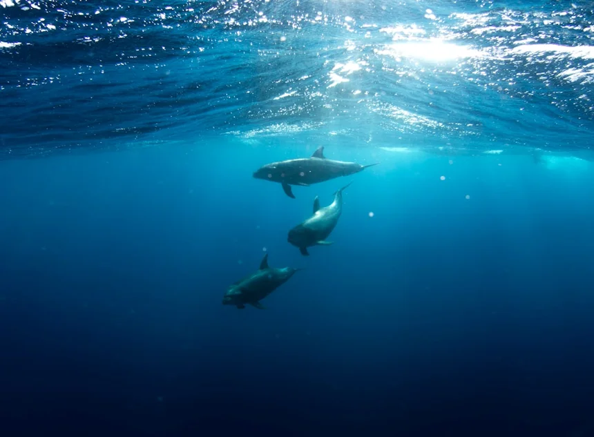 Dolphin