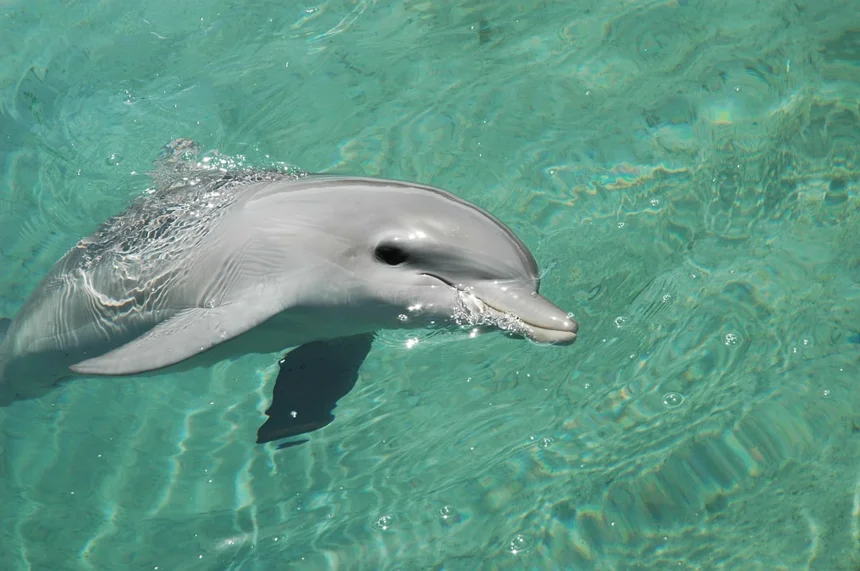 Dolphin