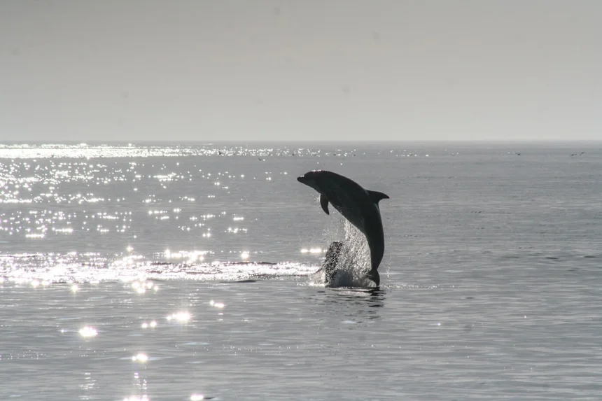 Dolphin