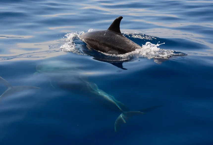 Dolphin