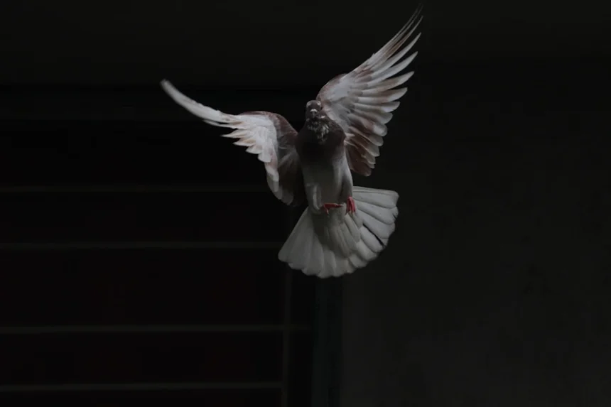 Dove
