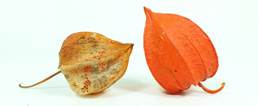 Dried persimmon