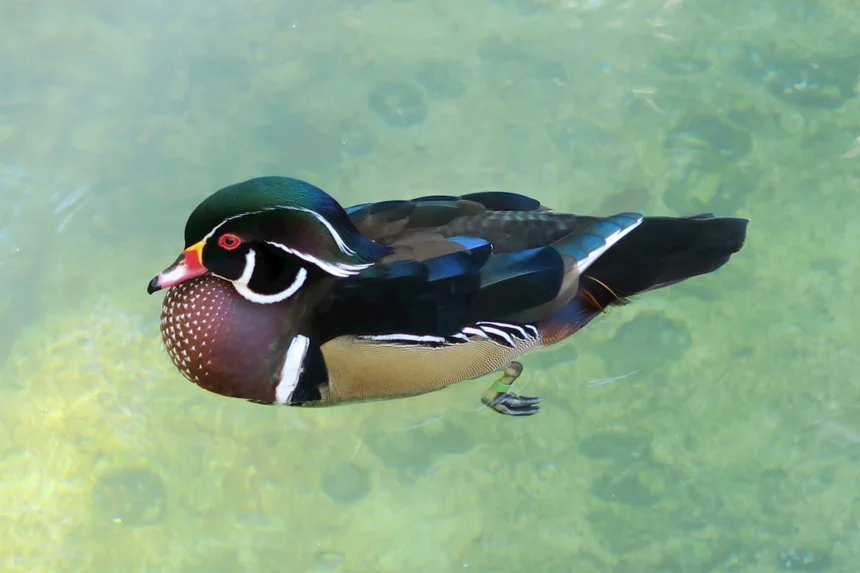 Duck