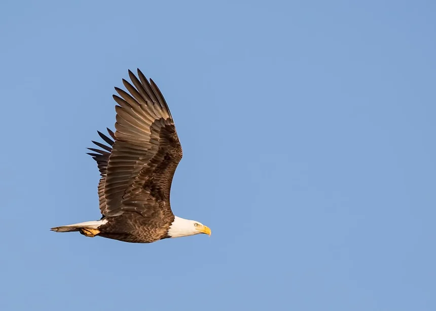 Eagle