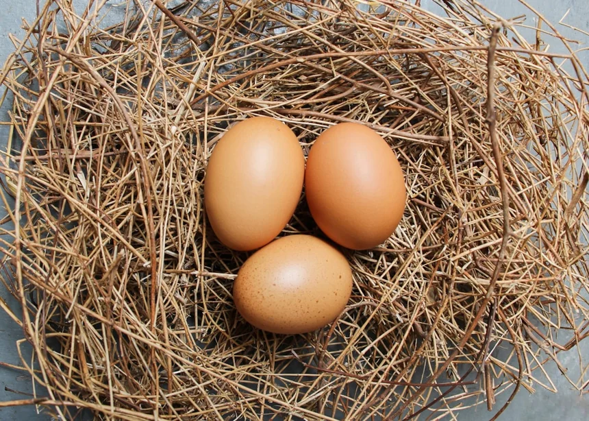 Egg