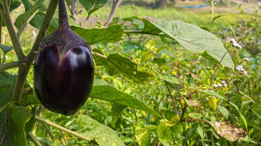 Eggplant