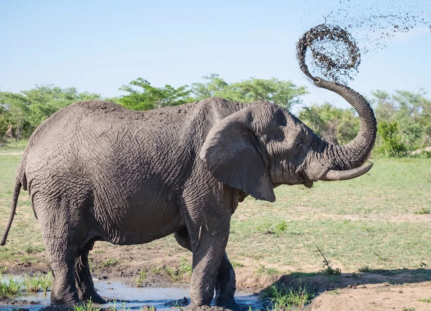 Elephant