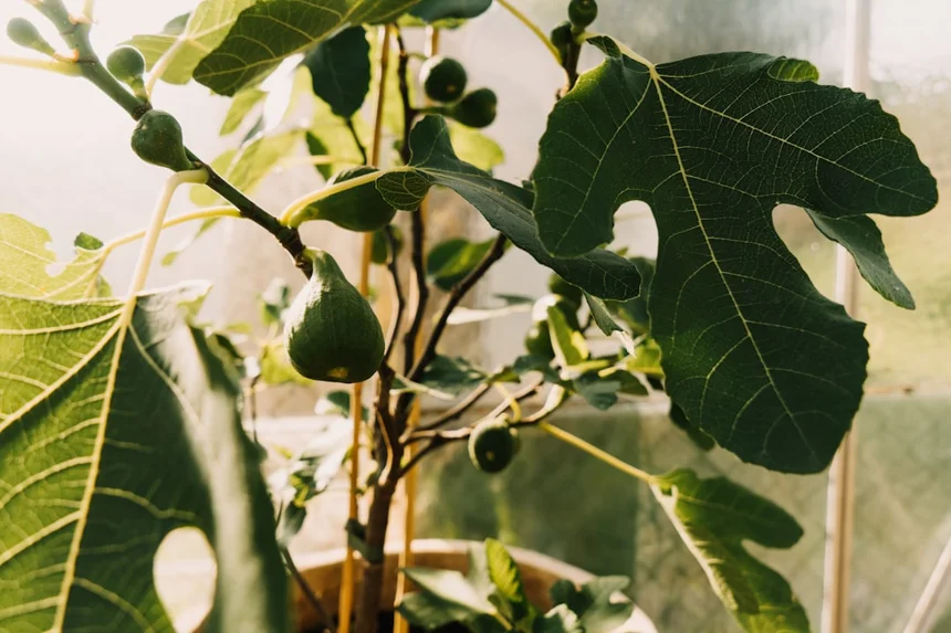 Fig