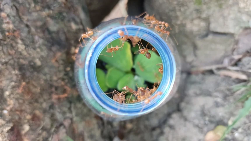 Fire Ant