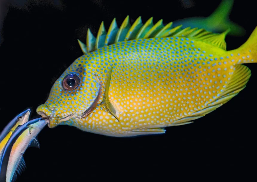 Fish