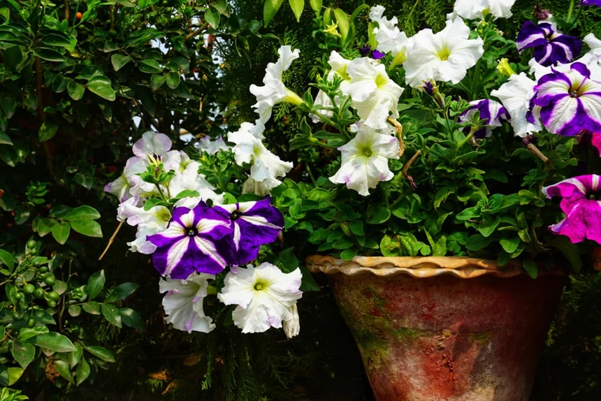 Flowerpot