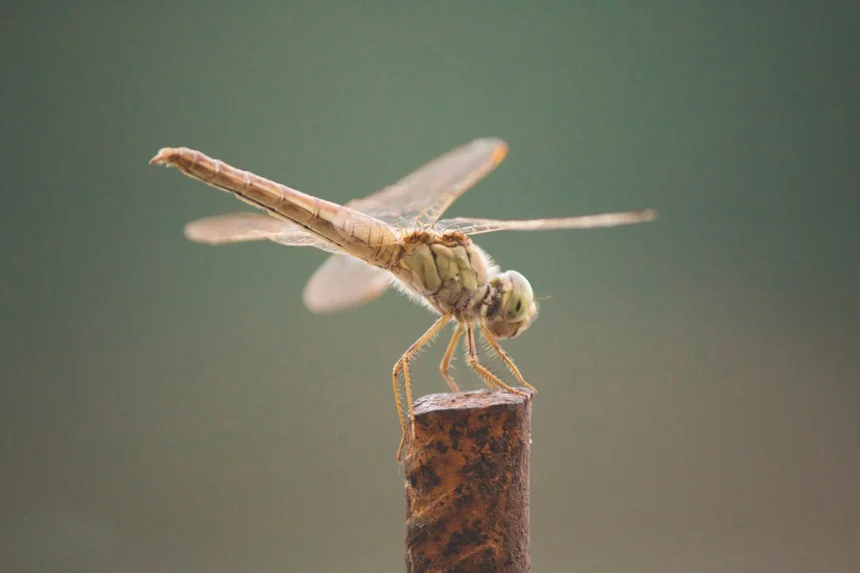 Fly.