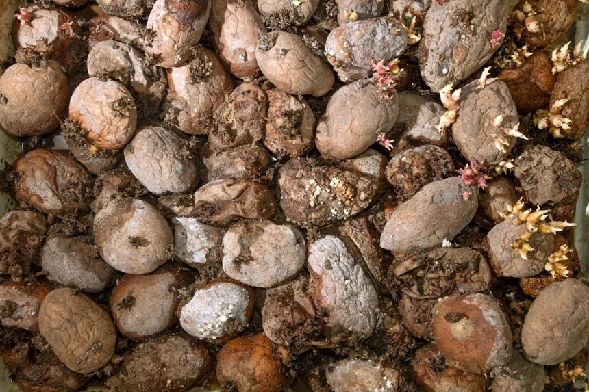 Food waste