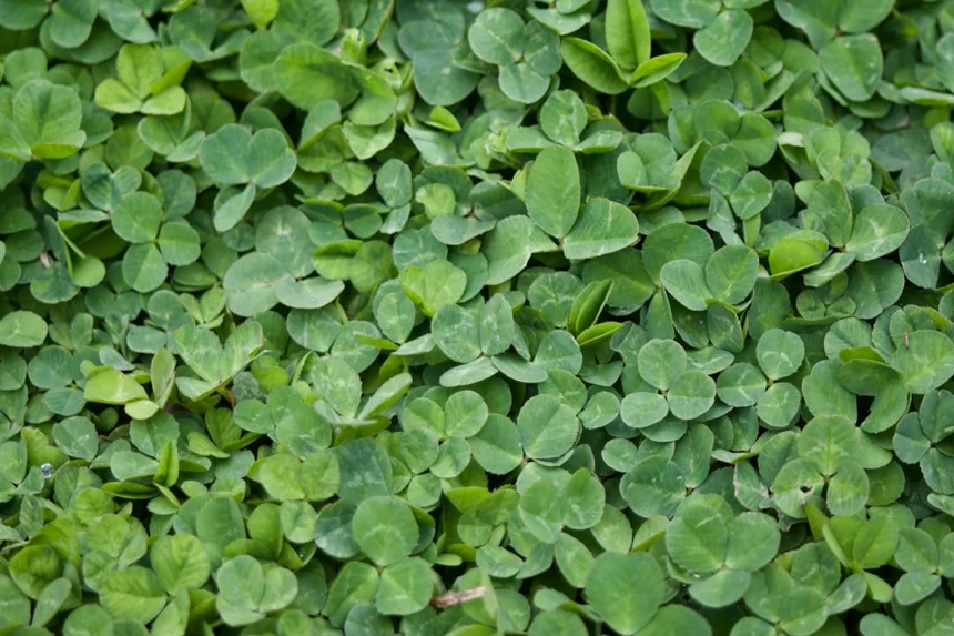 Four-leaf clover