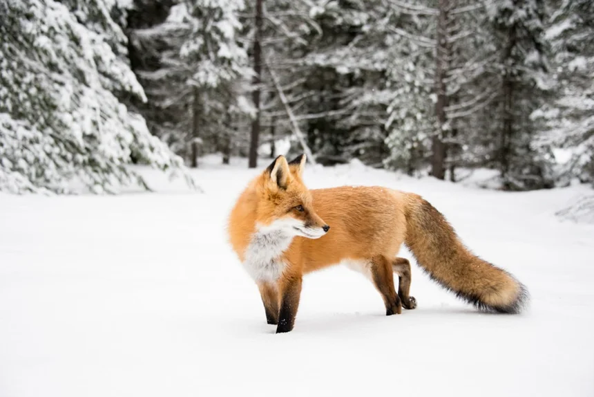 Fox