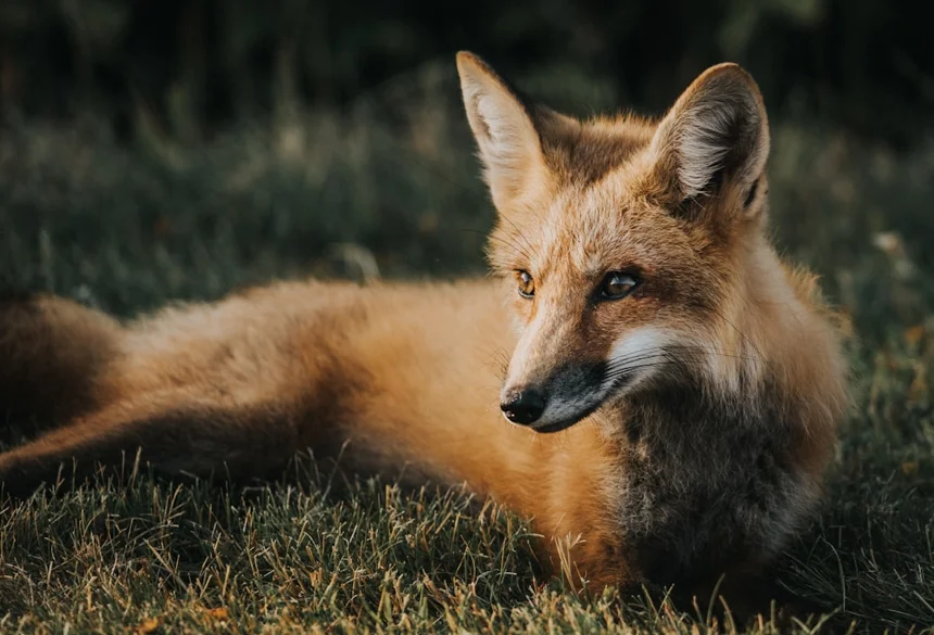 Fox