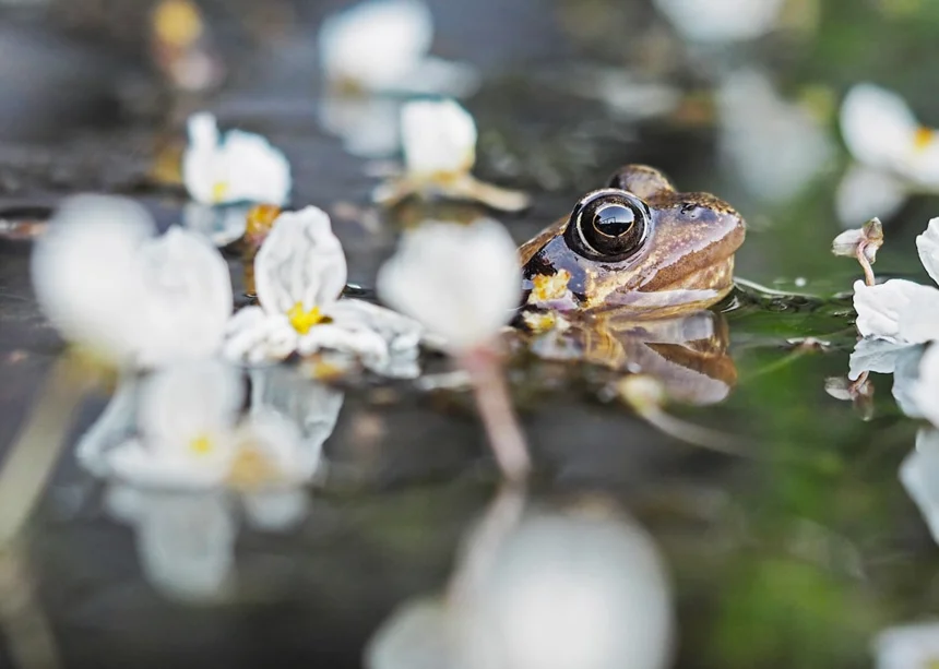 Frog