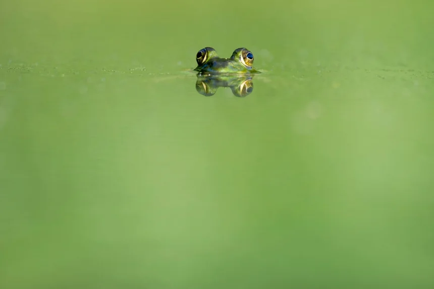 Frog