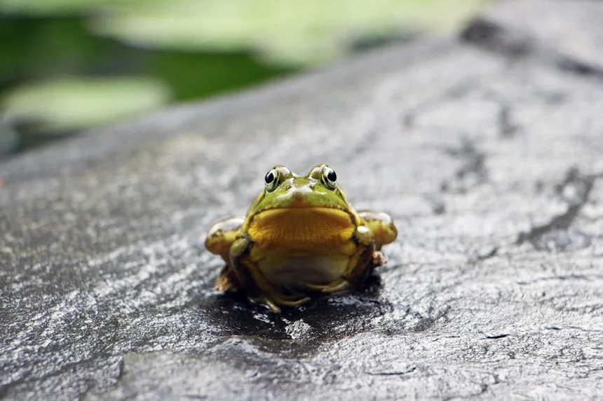 Frog