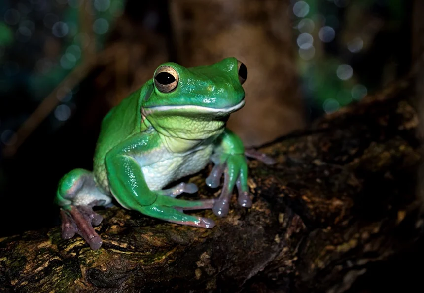 Frog