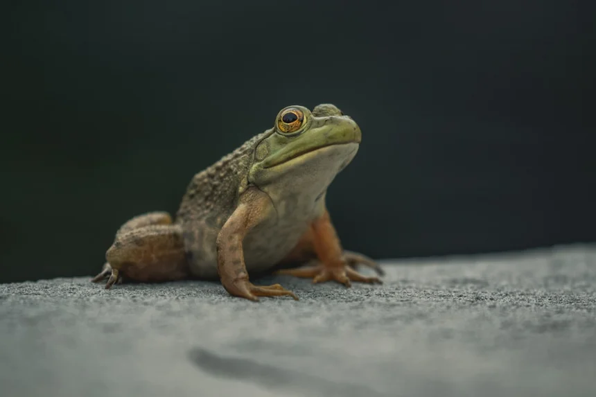 Frog