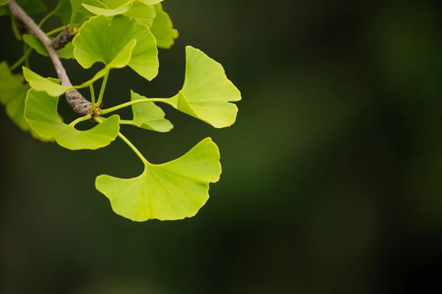 Ginkgo