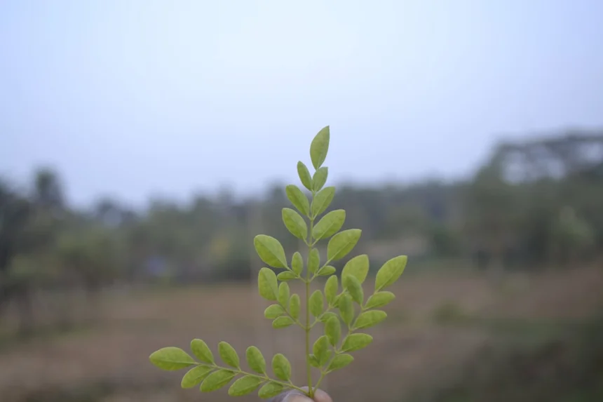 Ginseng