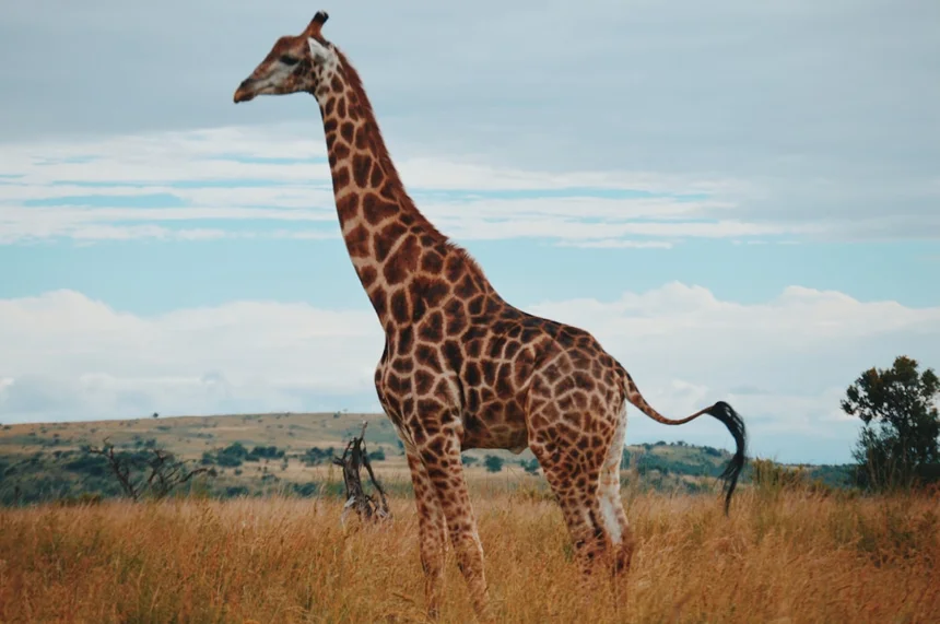 Giraffe
