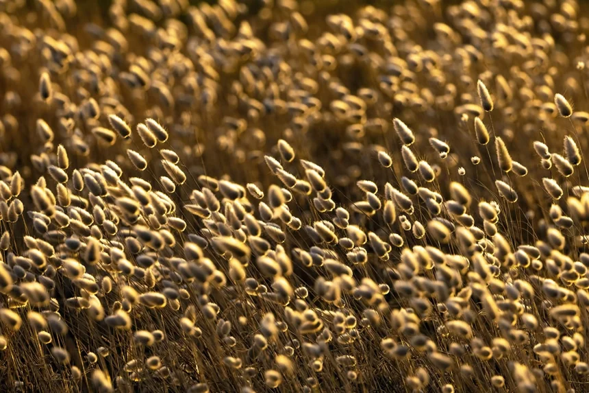 Golden dung