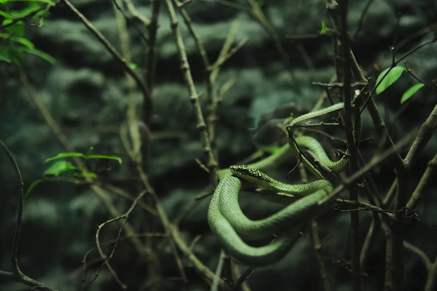 Golden serpent