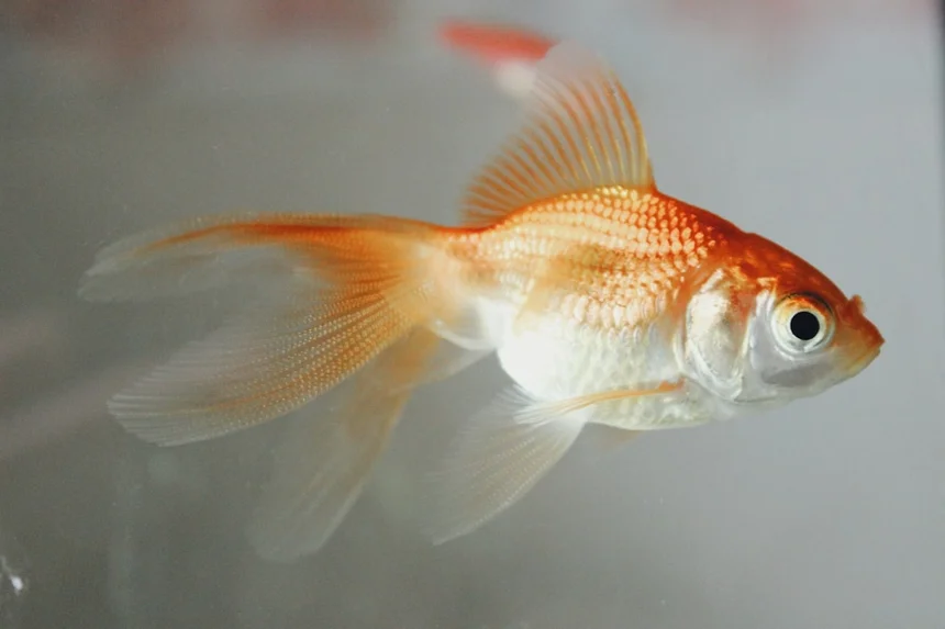 Goldfish