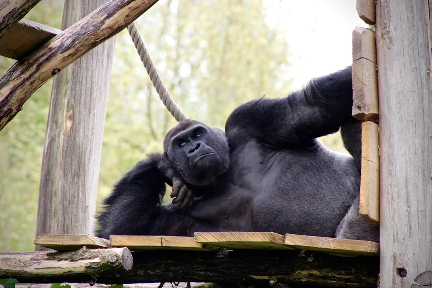 Gorilla