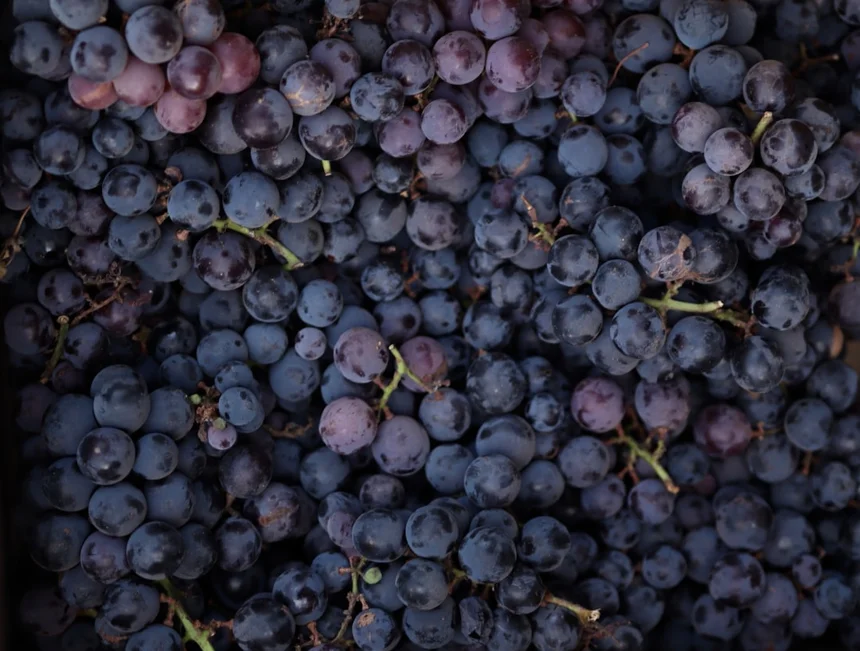 Grape