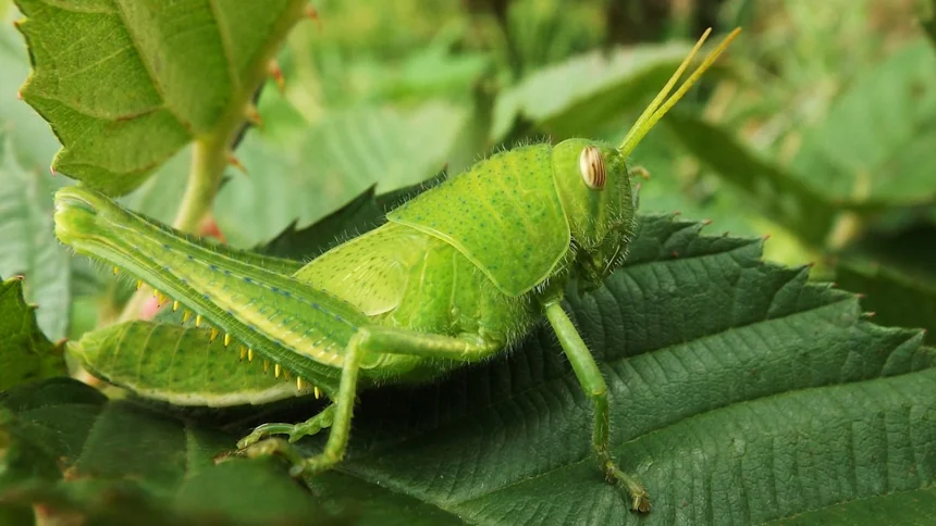 Grasshopper