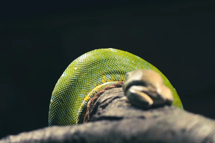 Green Snake