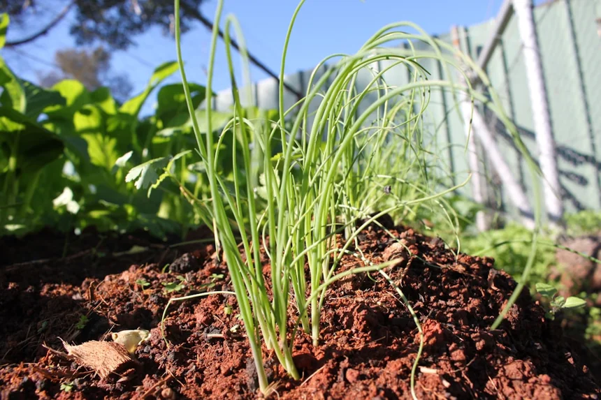 Green onion