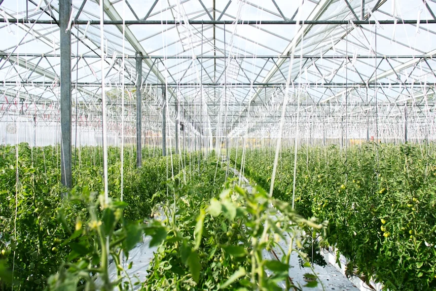 Greenhouse