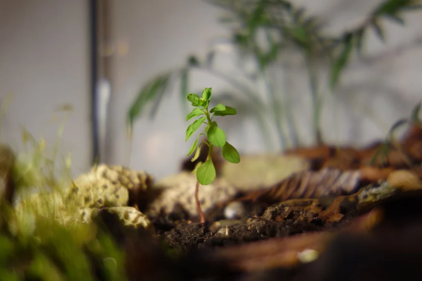 Growth.