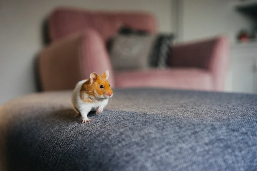 Hamster
