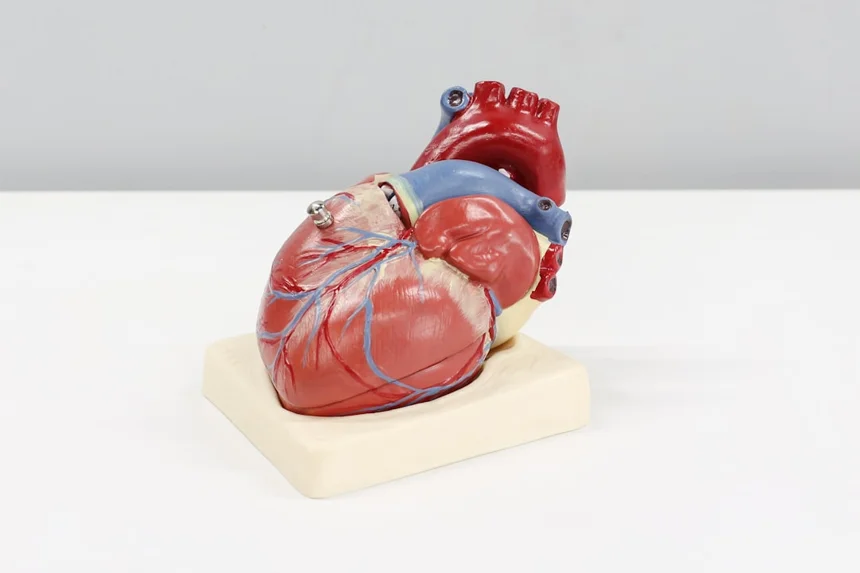 Heart
