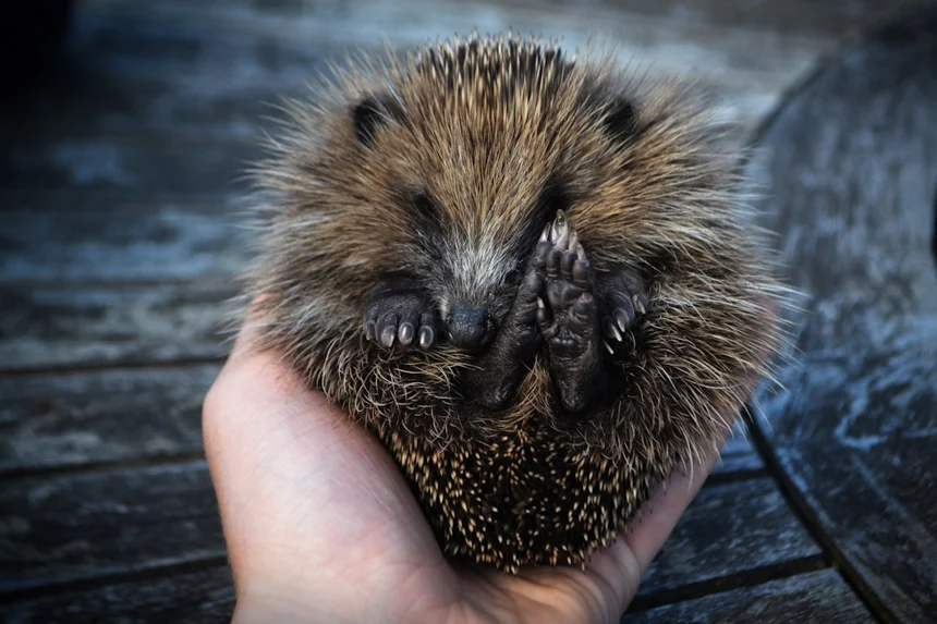 Hedgehog