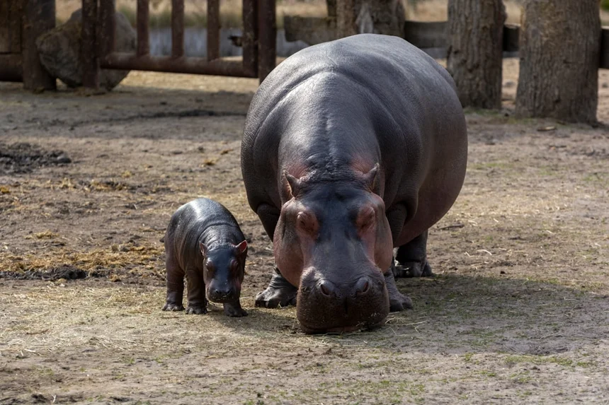 Hippopotamus