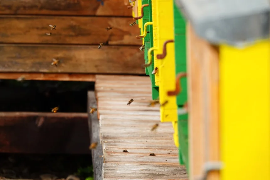 Hives