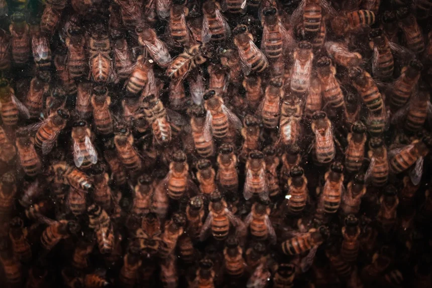 Hives