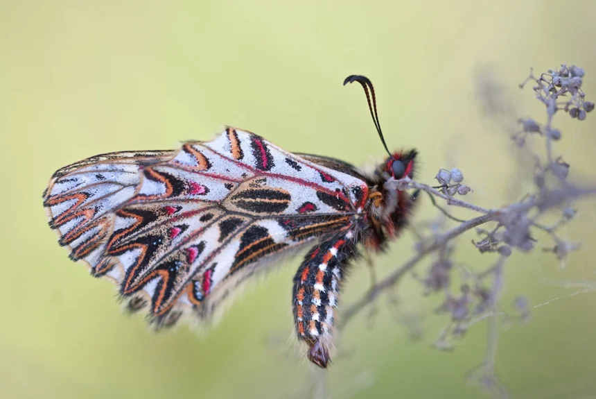 Insect