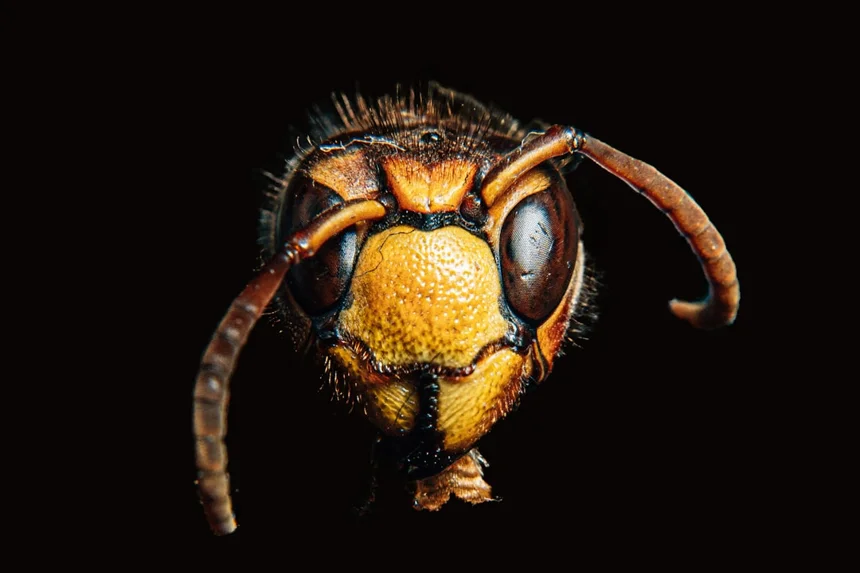 Insect